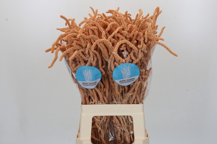 <h4>Amaranthus Yearming Desert Apricot</h4>