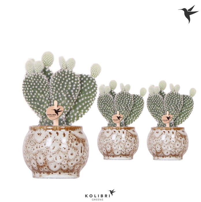 <h4>Kolibri Greens Opuntia white in Safari pot</h4>