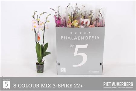 <h4>Phal Gem 8 Kl</h4>