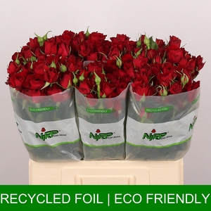R TR ROUGE ROSEVER