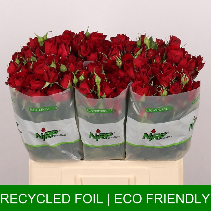 <h4>R TR ROUGE ROSEVER</h4>
