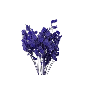 Dried Lunaria L Milka Bunch Poly