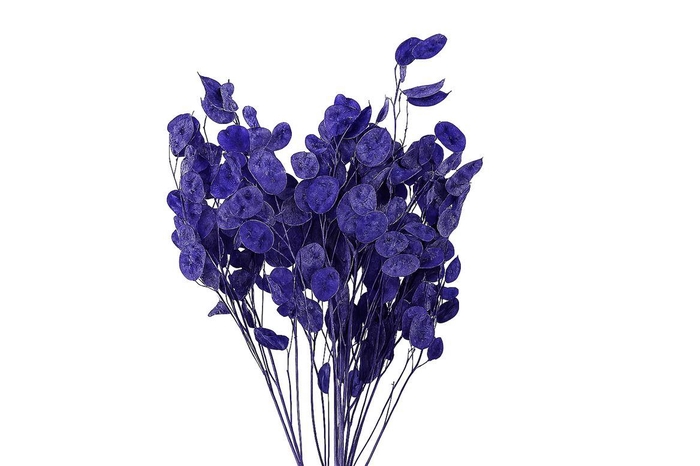 <h4>Dried Lunaria L Milka Bunch Poly</h4>