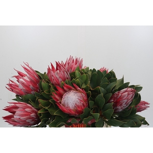 Protea Cynaroides Claire