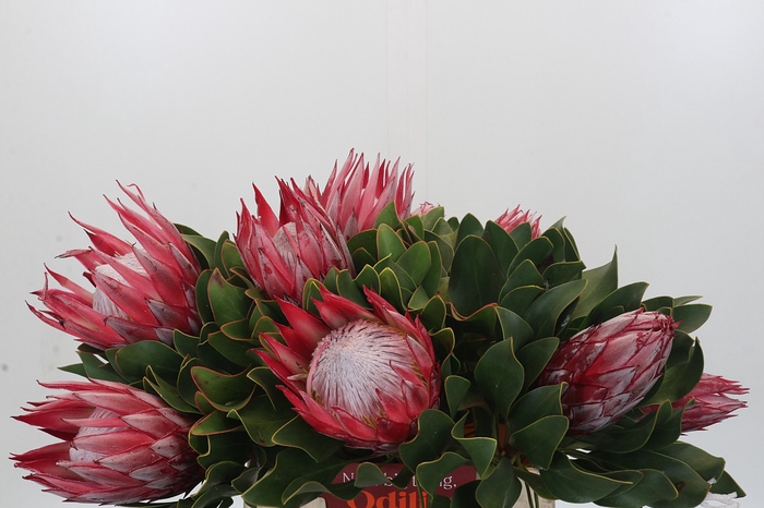 <h4>Protea Cynaroides Claire</h4>