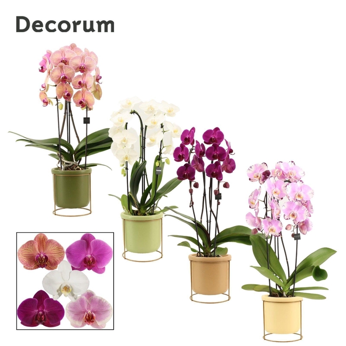<h4>Phalaenopsis cascade 2 tak mix in Lynn (Silent moods-collection)</h4>