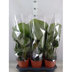 Calathea orbifolia