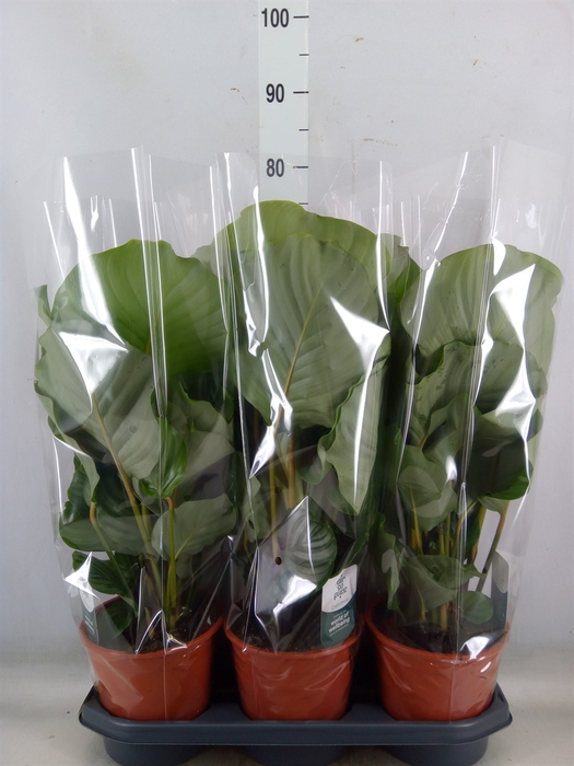 <h4>Calathea orbifolia</h4>