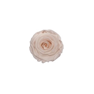 Rose Porcelain Fascination pres.