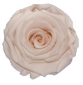 Rose Porcelain Fascination pres.