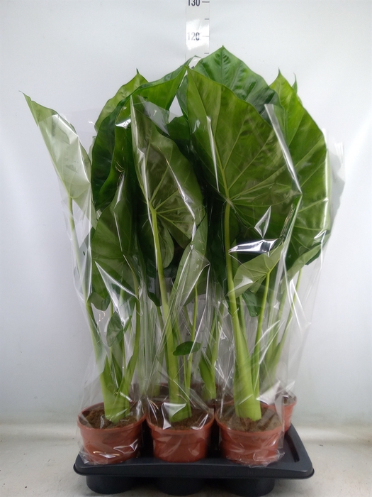 <h4>Alocasia macrorrhiza</h4>