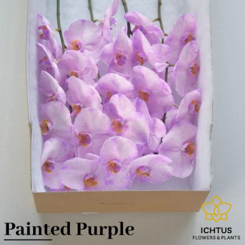 <h4>Phalaenopsis Coloured Purple 9</h4>
