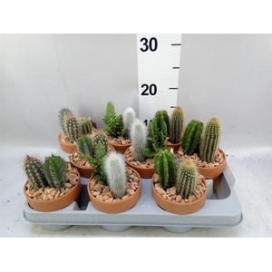 Arr.  Cactus L%
