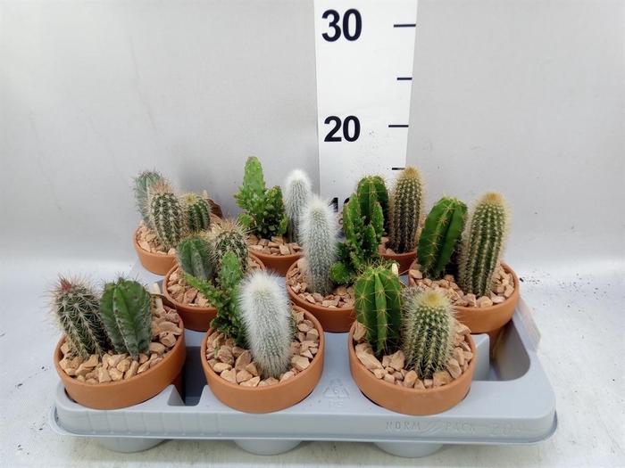 Arr.  Cactus L%
