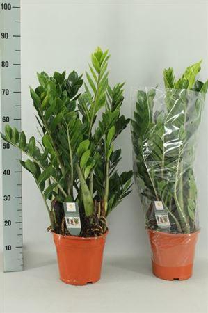 <h4>Zamio Zamiifolia</h4>