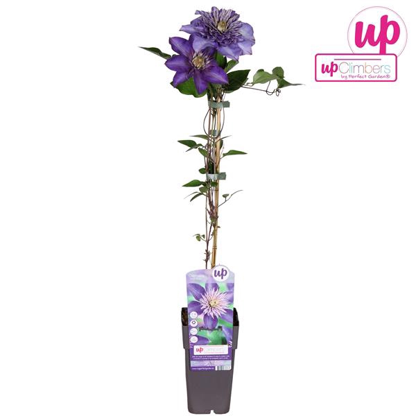 <h4>Clematis Multi Blue P15</h4>