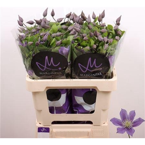 Clem Amazing Sofia 60cm