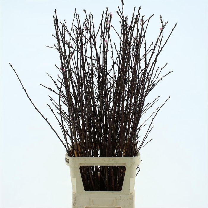 <h4>PERZIKBLOESEM P STEM*</h4>