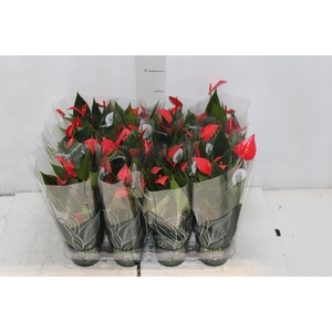 ANTHURIUM MINI MILLION PURE P09