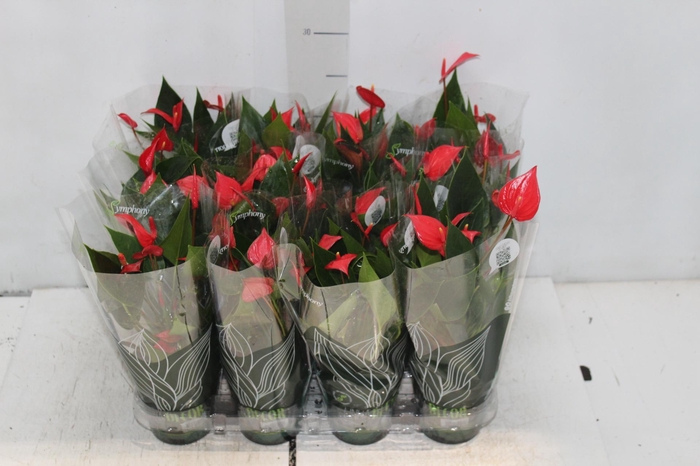 <h4>ANTHURIUM MINI MILLION PURE P09</h4>