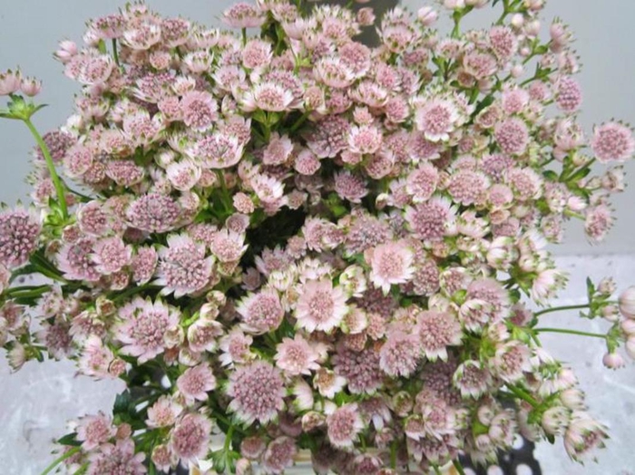 <h4>Astrantia Billion Sweet Rose</h4>