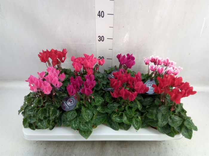 <h4>Cyclamen KL   ...patio</h4>