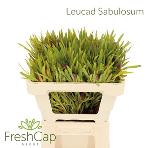 Leucad Sabulosum