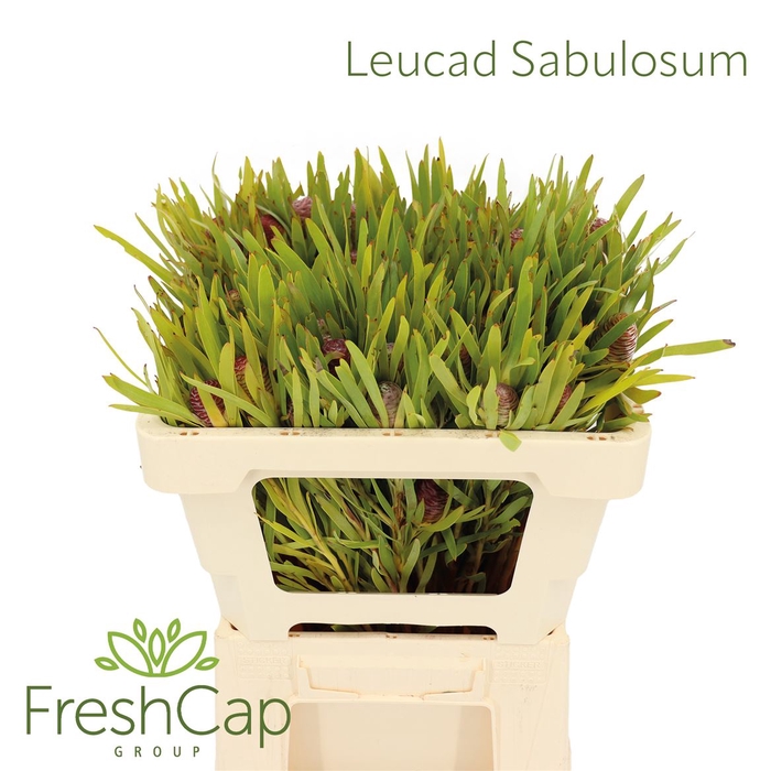 <h4>Leucad Sabulosum</h4>