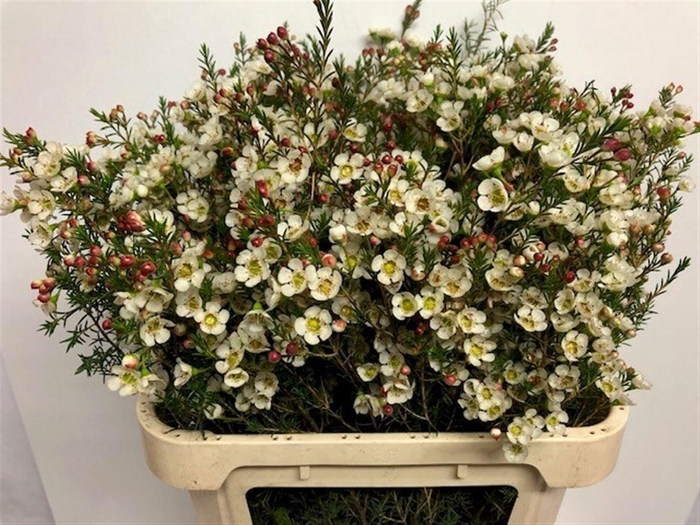 <h4>CHAME ME GIL</h4>