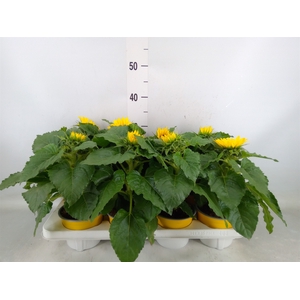 Helianthus an. 'Sunsation'