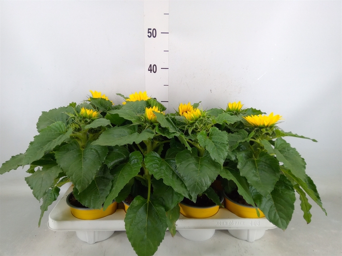 <h4>Helianthus an. 'Sunsation'</h4>