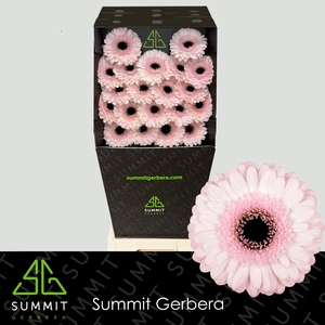 Germini Kokomo Diamond per kaart
