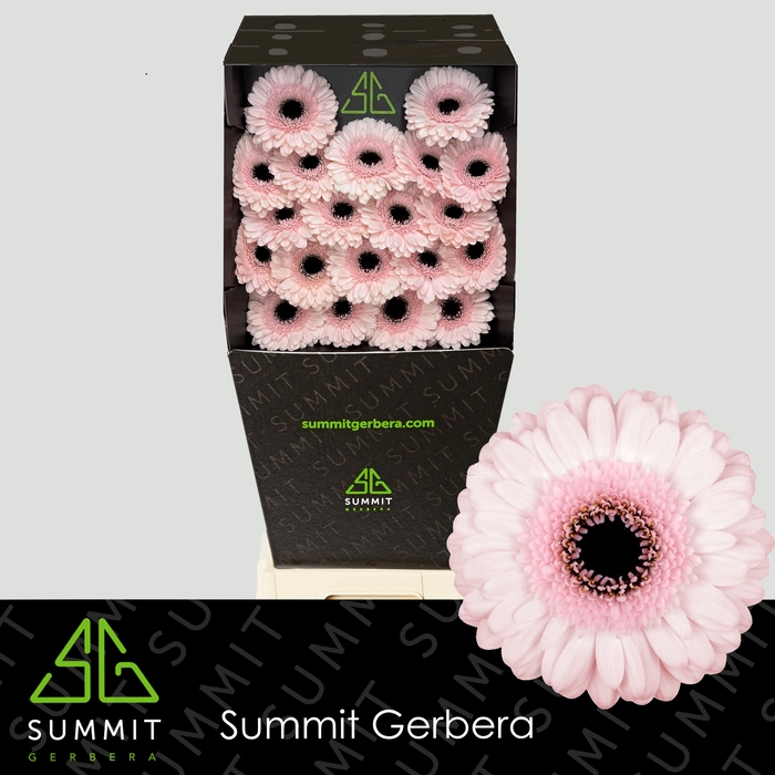 <h4>Germini Kokomo Diamond per kaart</h4>