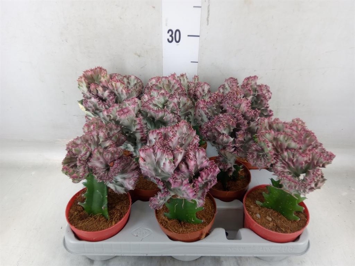 <h4>Euphorbia lactea</h4>