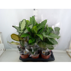 Calathea   ...mix