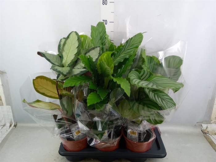 <h4>Calathea   ...mix</h4>