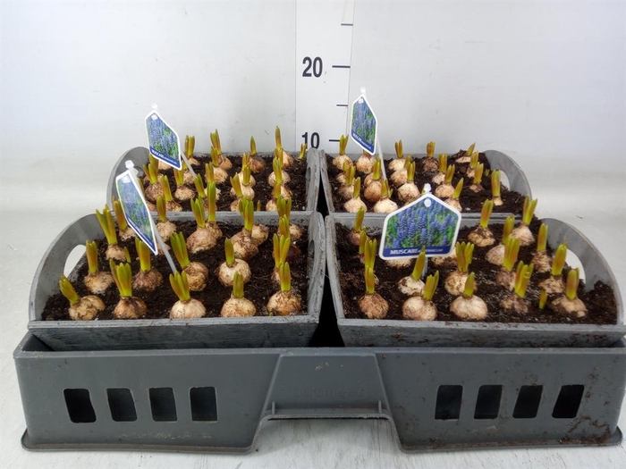 <h4>Arr. Muscari L%</h4>