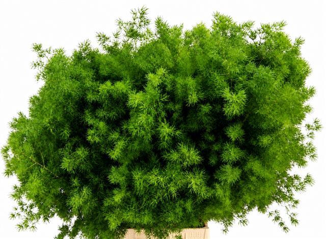 <h4>Asparagus Umbellatus</h4>
