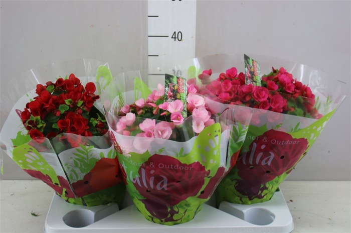 <h4>Begonia En Betulia Gemengd</h4>