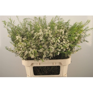 Chamelaucium Ofir White