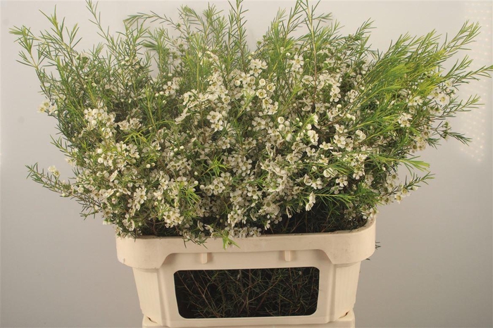 <h4>Chamelaucium Ofir White</h4>