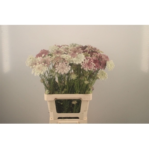 Daucus Carota Dara