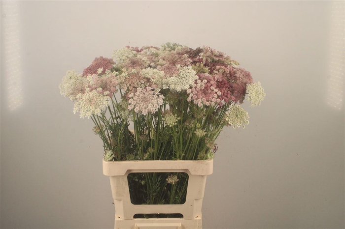 <h4>Daucus Carota Dara</h4>