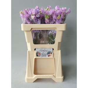 LATHYR WI SUNS LAVEN