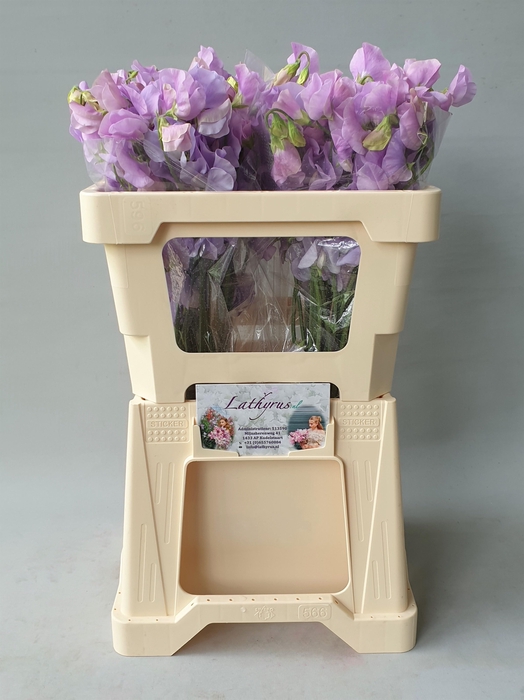 <h4>LATHYR WI SUNS LAVEN</h4>