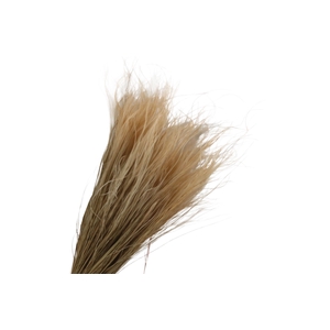 Stipa Pennata Nude