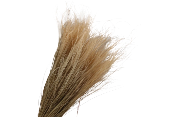 <h4>Stipa Pennata Nude</h4>