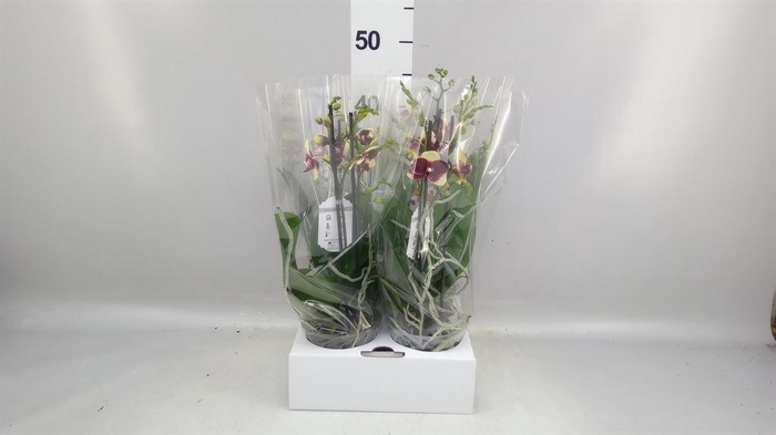 <h4>Phalaenopsis   ...</h4>