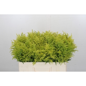 Solidago Tara Gold