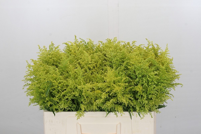 <h4>Solidago Tara Gold</h4>